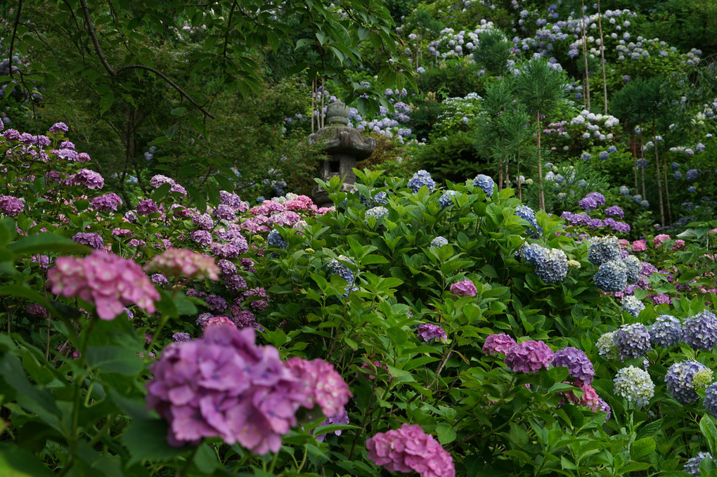 初夏を彩る紫陽花