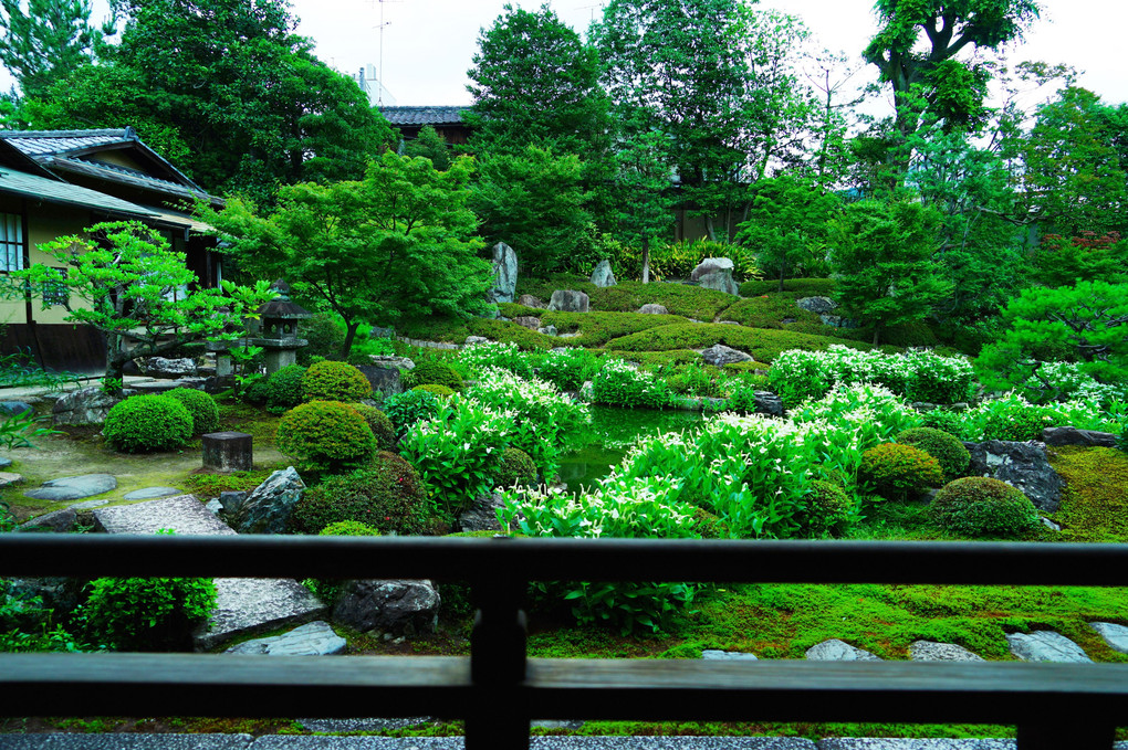 初夏の京都散策 両足院 半夏生(はんげしょう)の庭