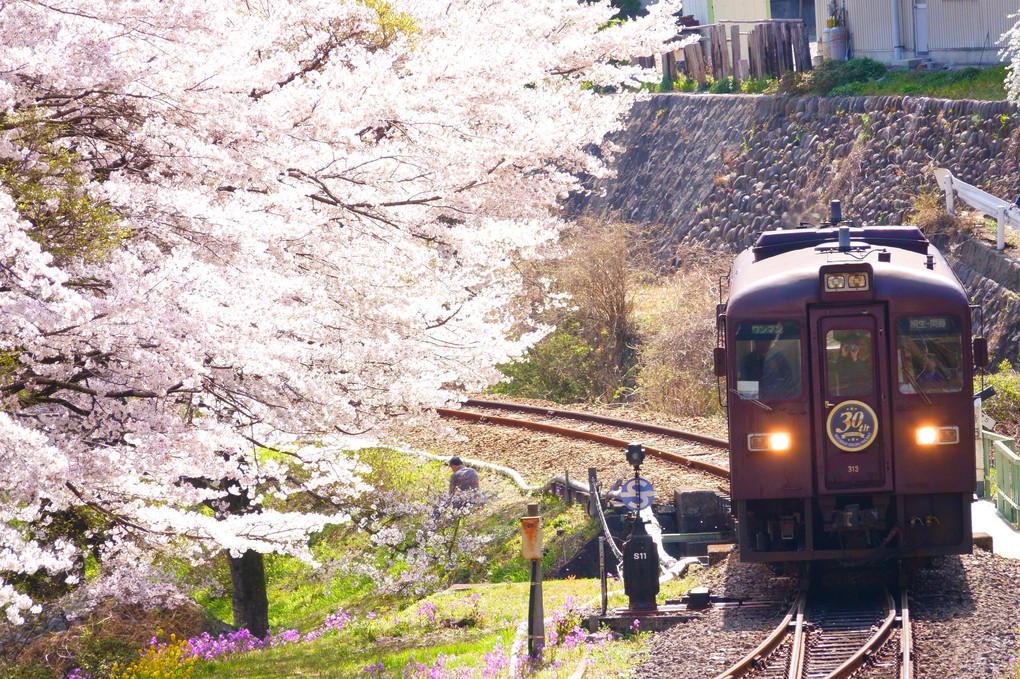 桜列車～わたらせ渓谷