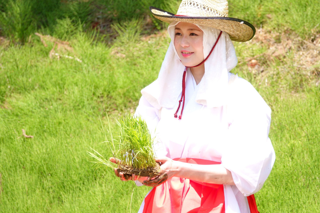御田植祭～有機農法の米づくり