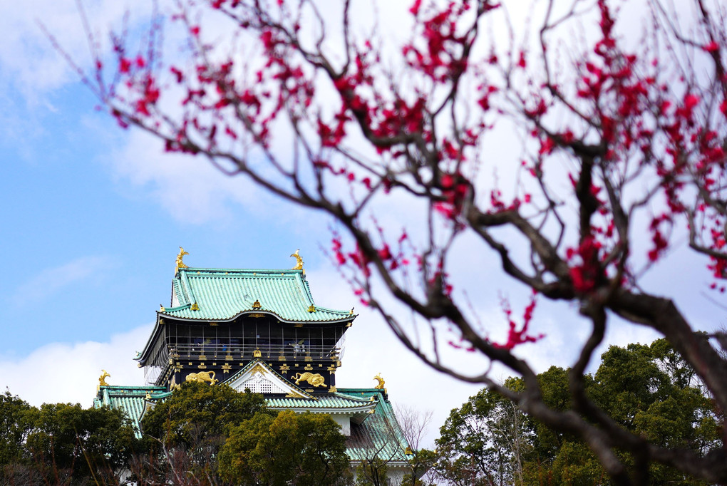 紅梅の中の大阪城