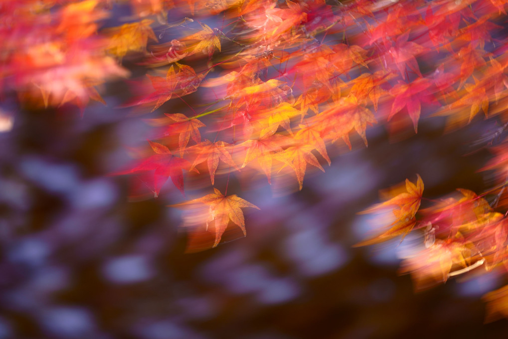秋色のフーガ　具象と抽象