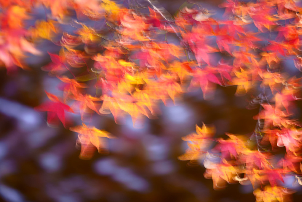 秋色のフーガ　具象と抽象
