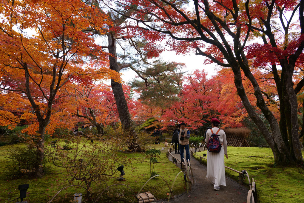 京都西山の秋'23　時を忘れる庭