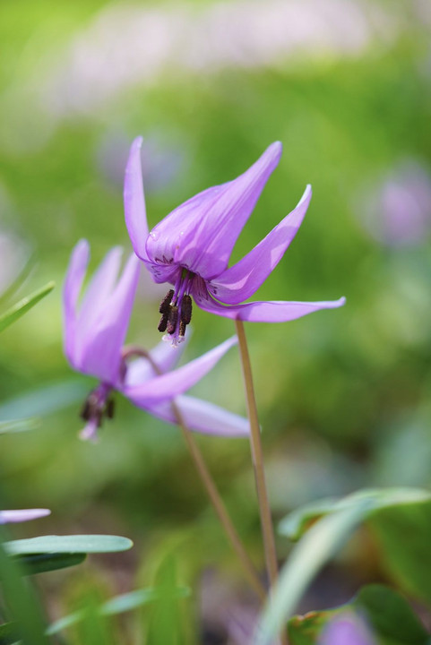 ⭐︎ dogtooth violet flower ⭐︎