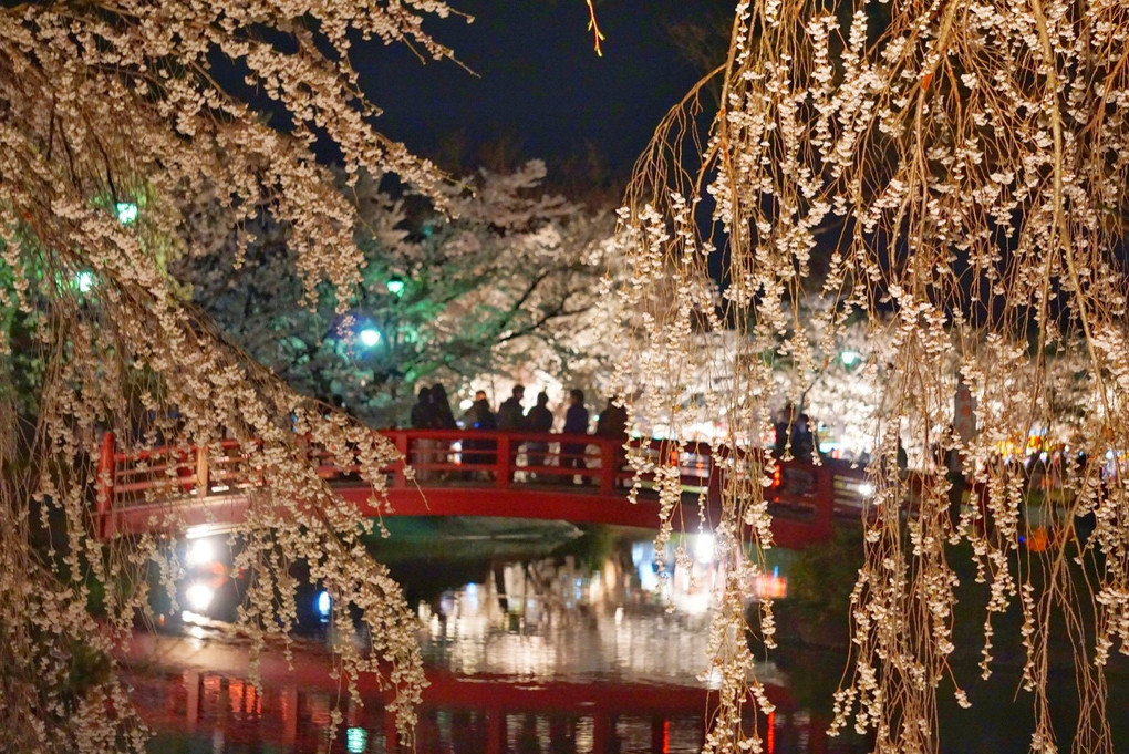 長野県 臥竜公園の桜