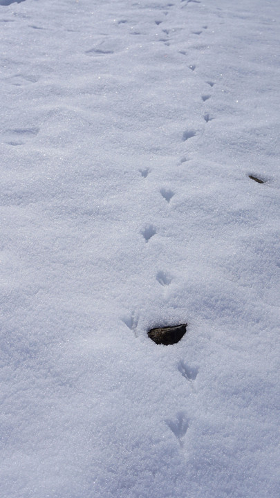 冬の足跡