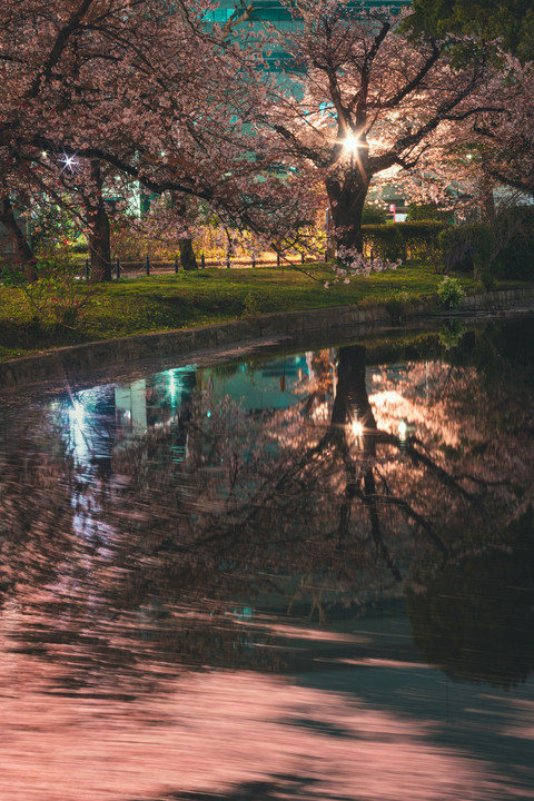 *Sakura x Tokyo x Night*
