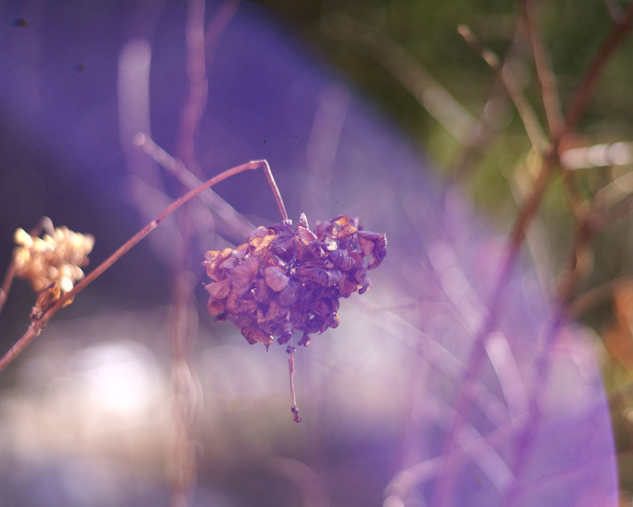 枯れ紫陽花にパープルライト