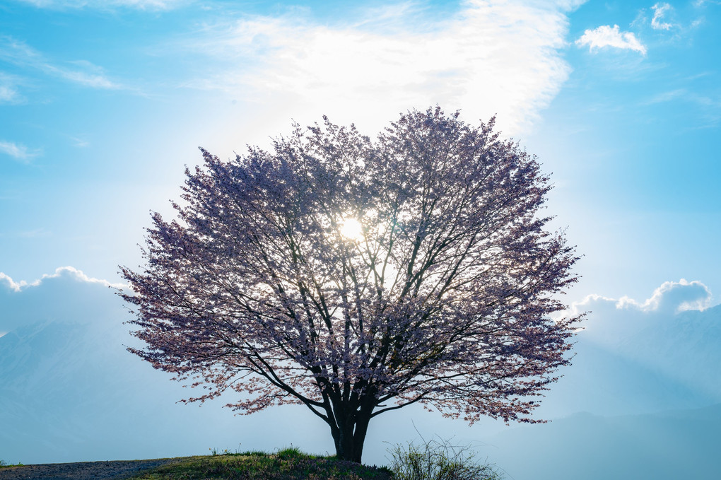 一本桜と夕日