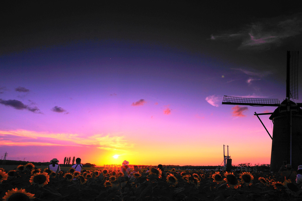 Sunflowers & windmill in Sunset