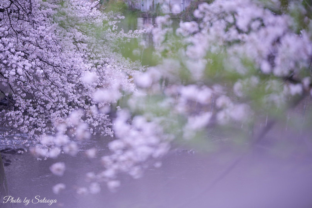 桜満開の神田川