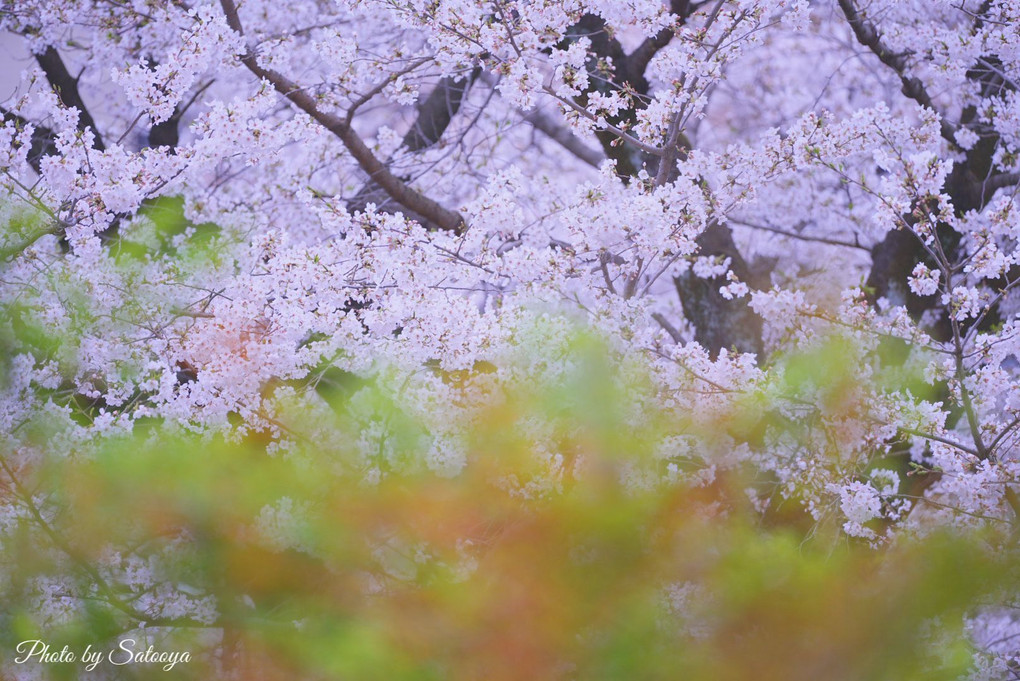 桜満開の神田川