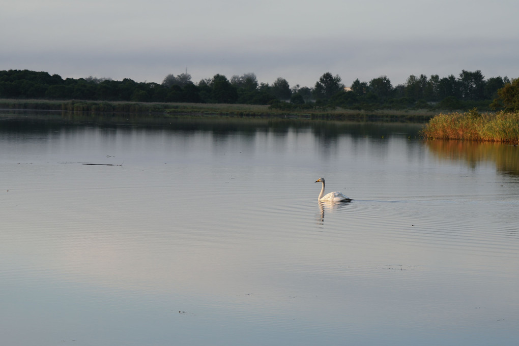 白鳥の湖