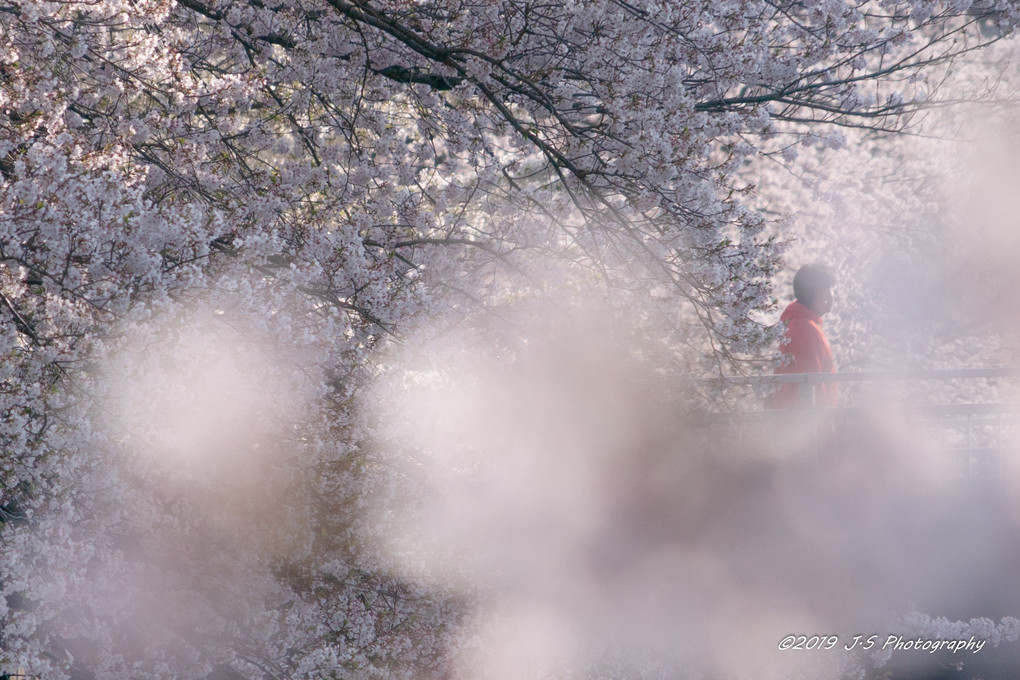 桜の世界