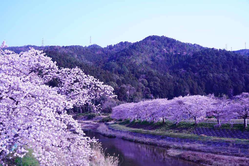 宇治田原町の桜