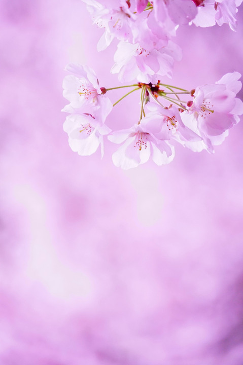 桜色を撮る＠新宿の公園