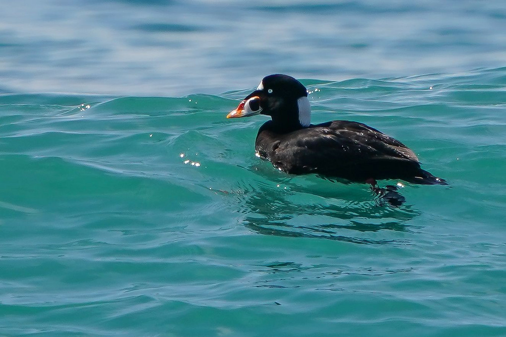 荒波金黒 アラナミキンクロ 天鵞絨金黒 ビロードキンクロ 黒鴨 クロガモ Chelskyさん Acafe Aの写真投稿サイト ソニー 荒波金黒 アラナミキンクロ 天鵞絨金黒 ビロードキンクロ 黒鴨 クロガモ Chelskyさん Acafe Aの写真投稿サイト ソニー