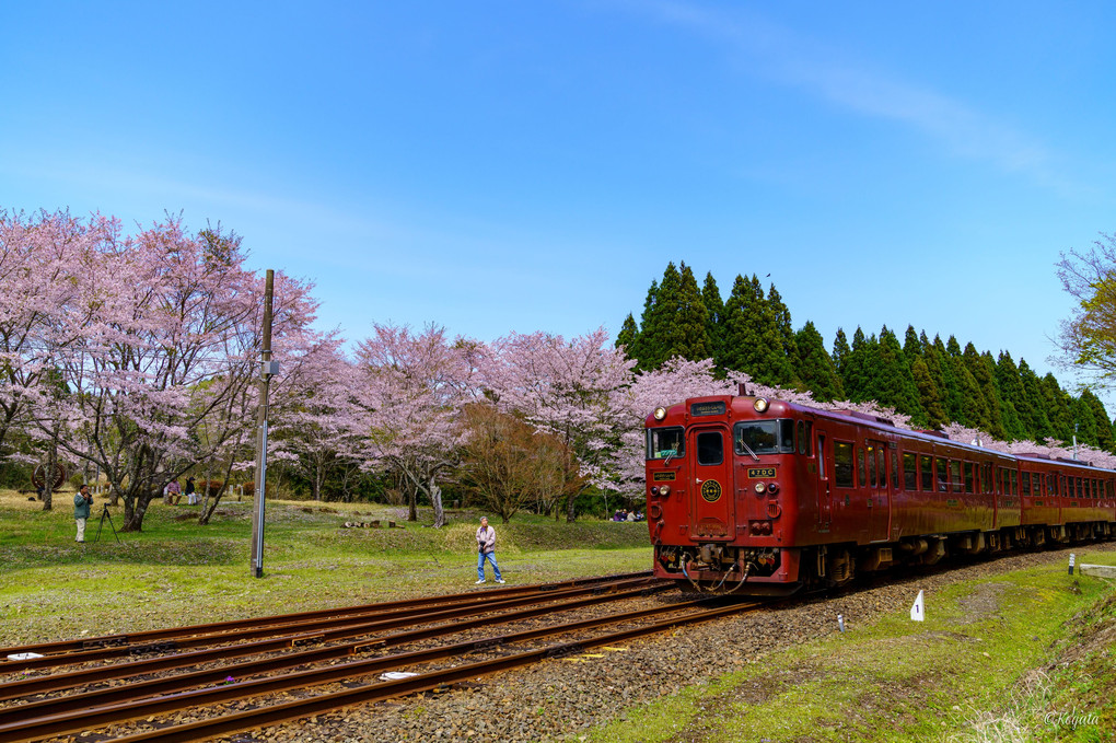 桜と赤い列車とカメラマン