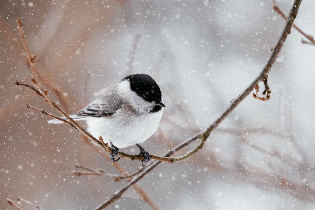 雪と小鳥