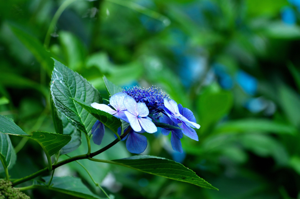 八月の紫陽花