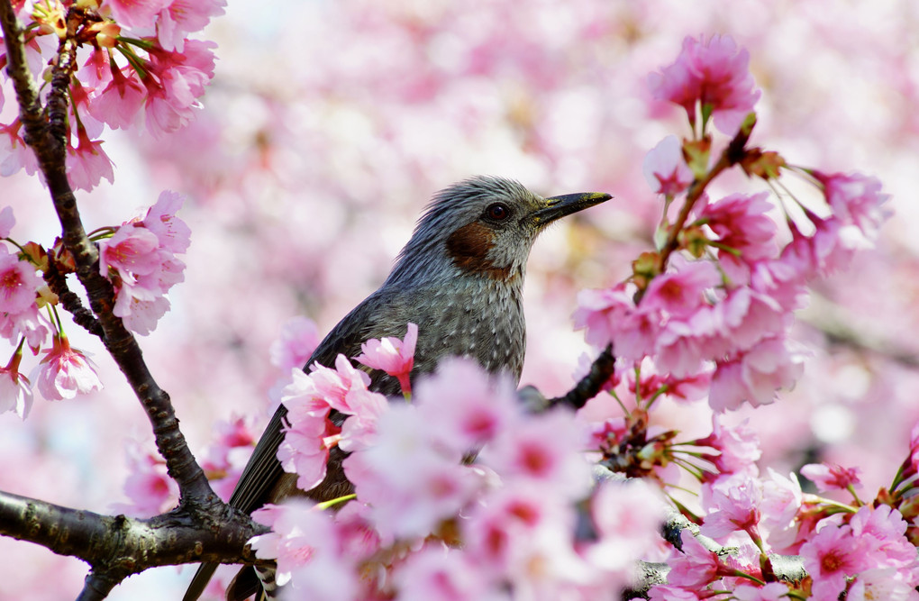 ヒヨドリと桜満開