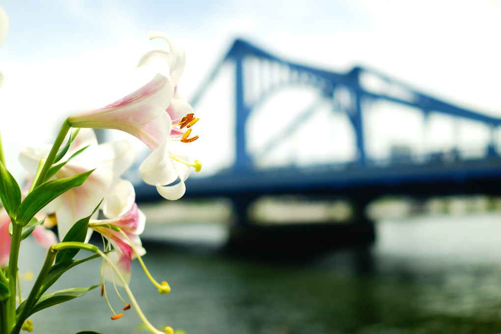 清洲橋と花姿