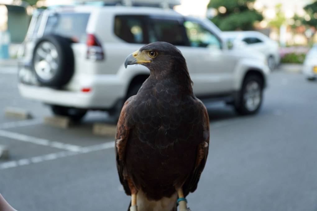 駐車場の鷹