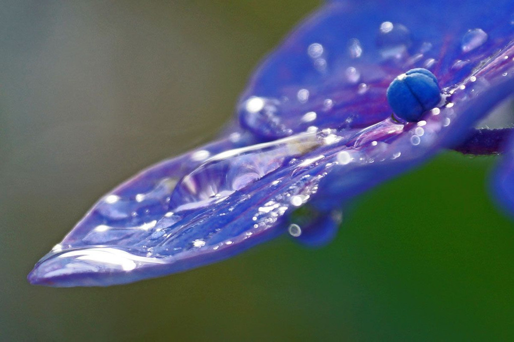 紫陽花と水滴