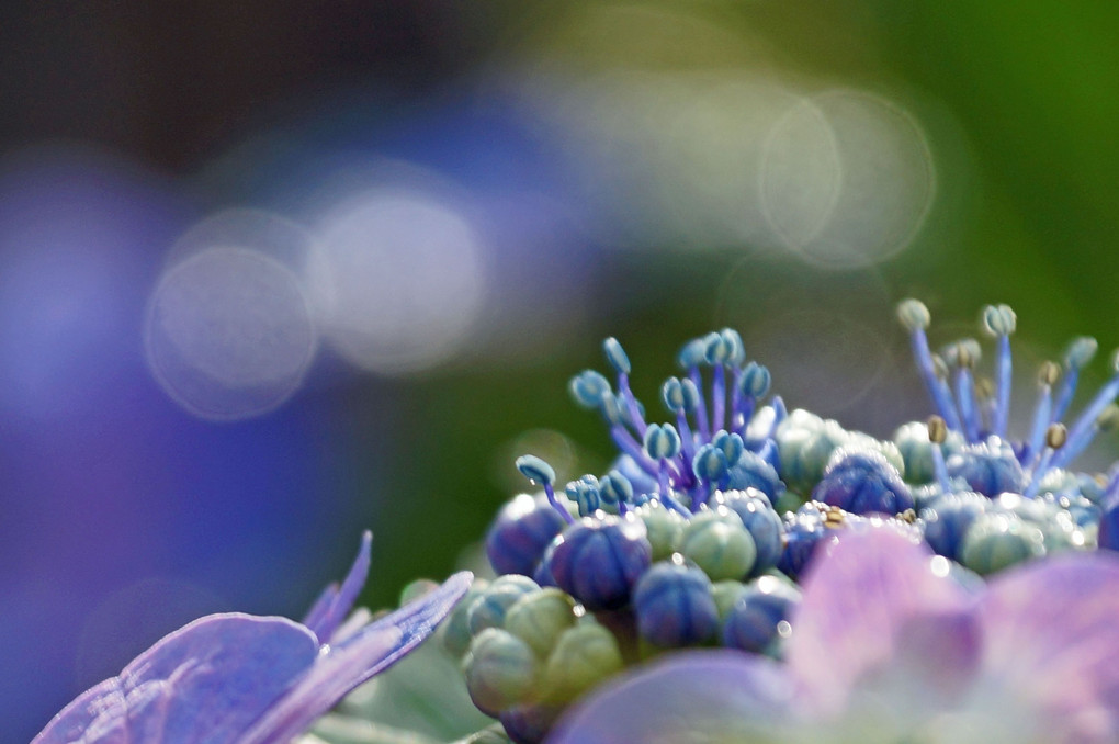 紫陽花と水滴