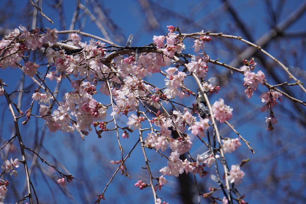 ようこそ！　桜咲く　ハリーポッターの世界へ