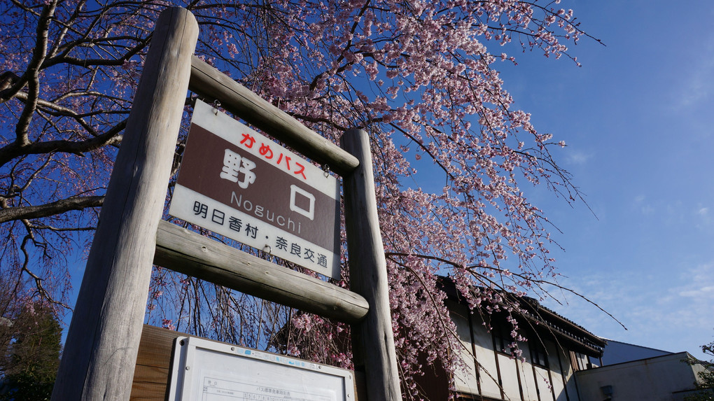 バス停の枝垂れ桜