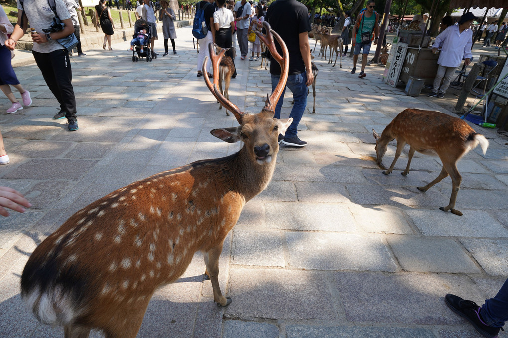 東大寺の鹿