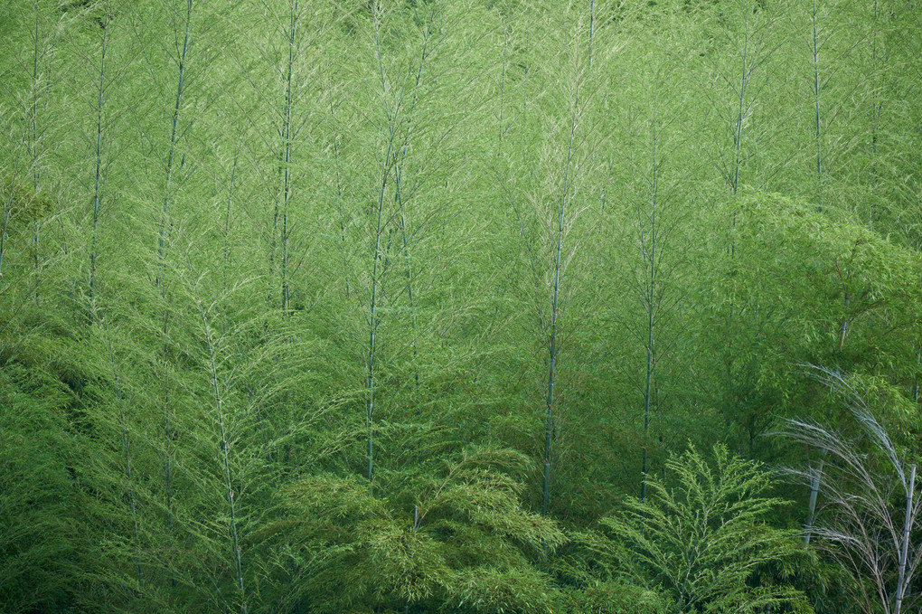 竹の新緑