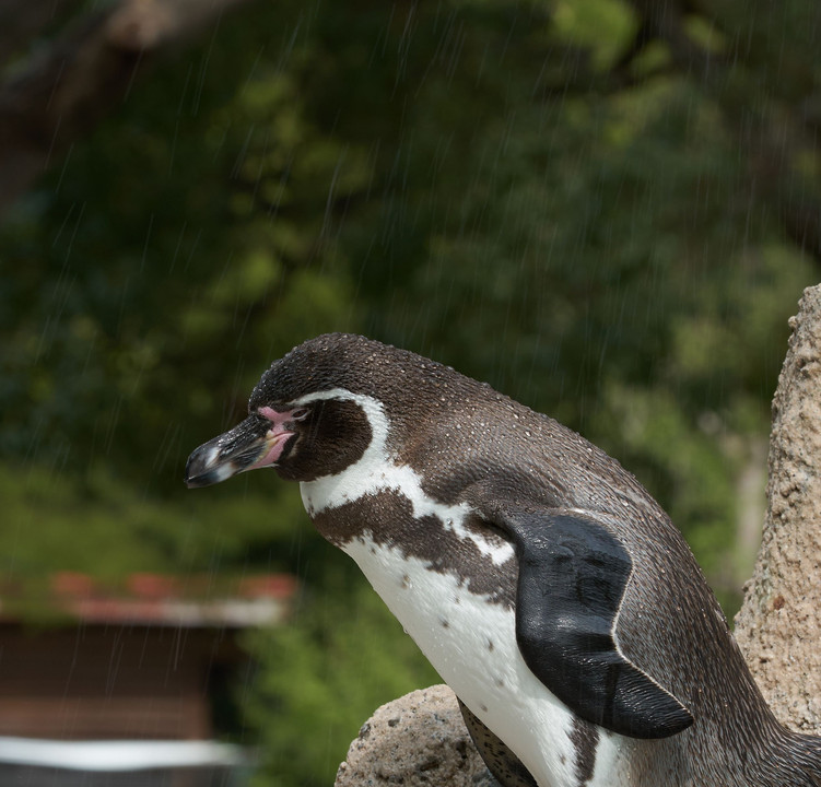 フンボルトペンギン01