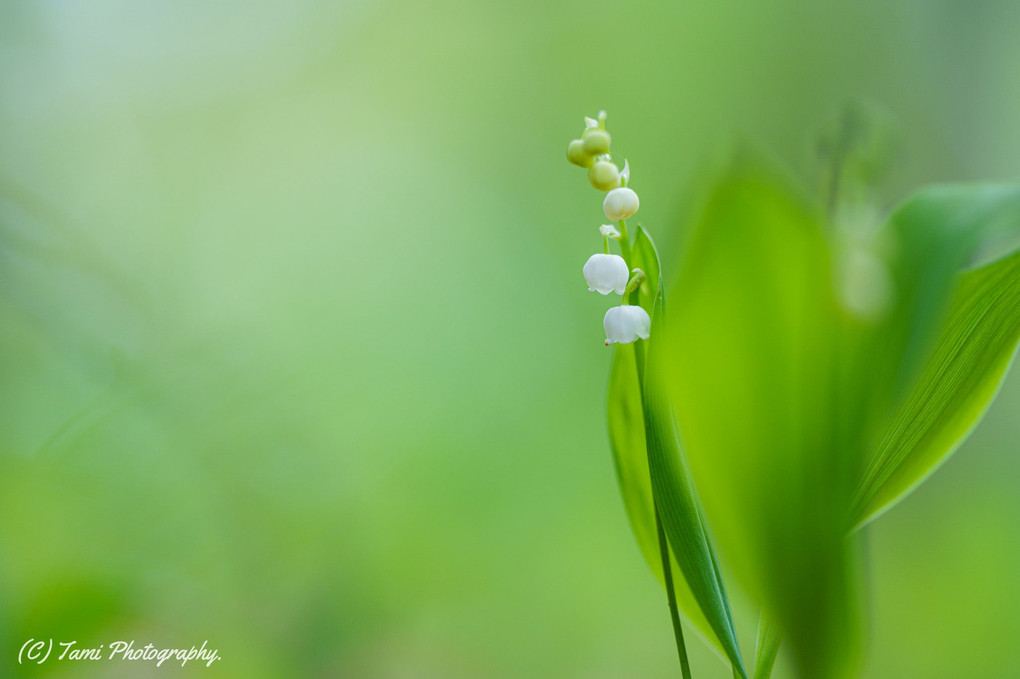 First lily of the valley.