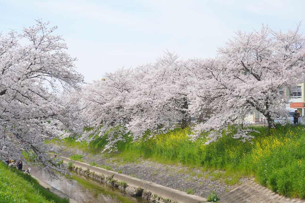 奈良旅　古都の桜