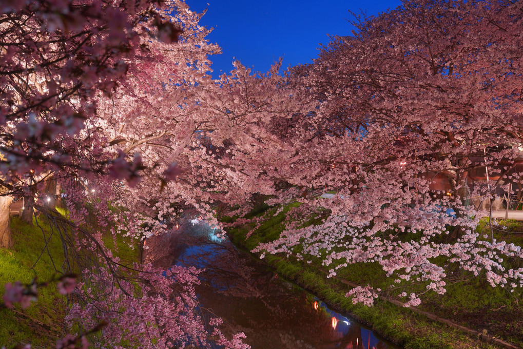 奈良旅　古都の桜