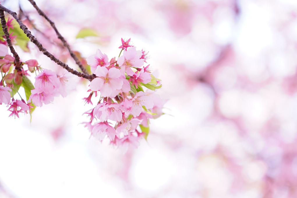 講師と行く桜色を撮る＠新宿の公園編