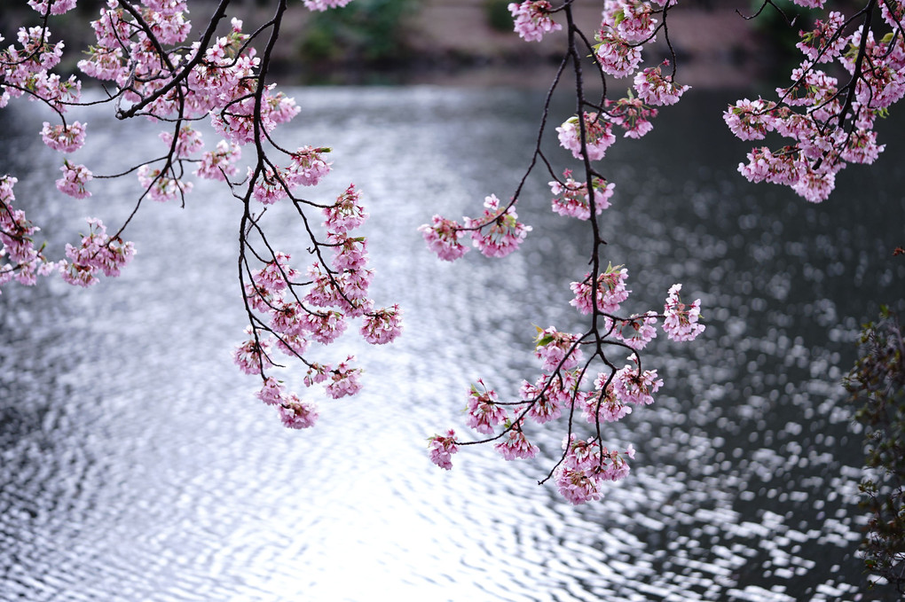 講師と行く桜色を撮る＠新宿の公園編
