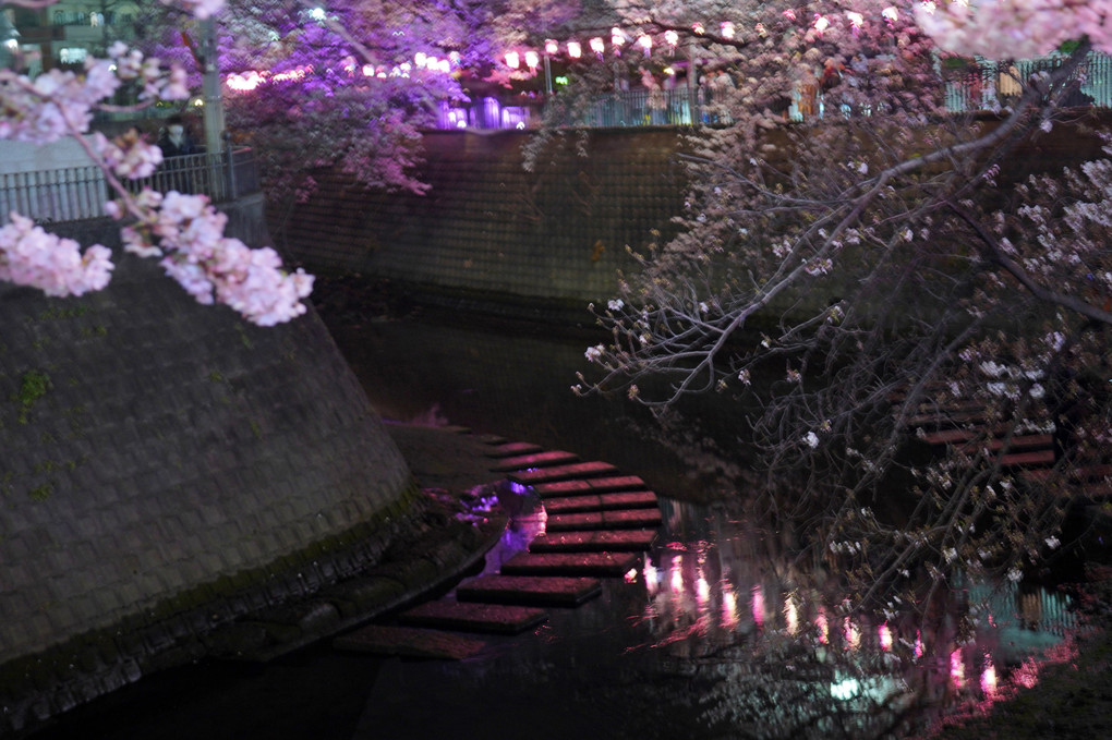 夜桜　☆(＾＾)ｂ