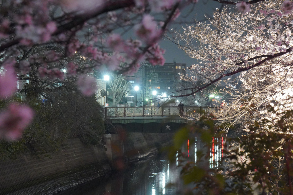 夜桜　☆(＾＾)ｂ