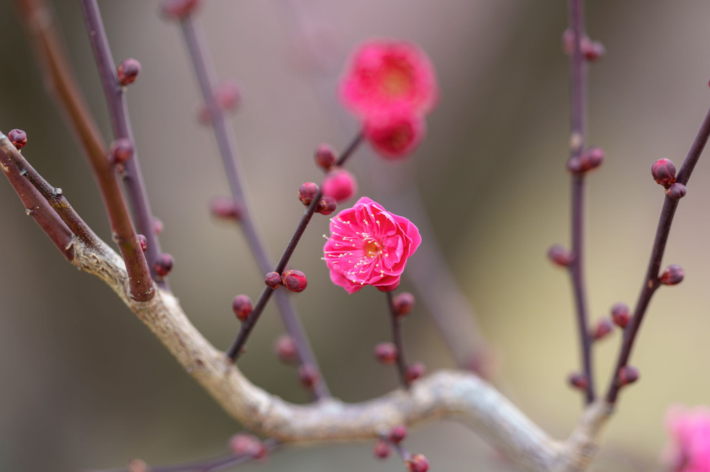 春はすぐそこ… 大阪城梅林