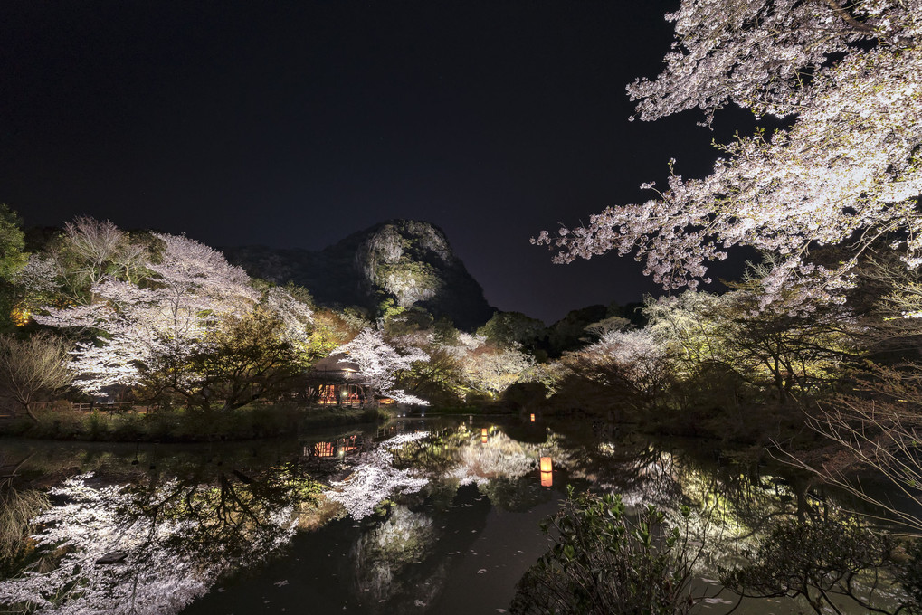 御船山夜桜