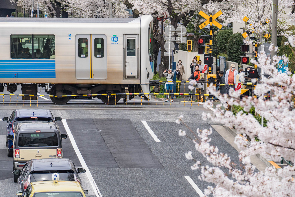 西武新宿線（新井薬師前・中野通り）の桜