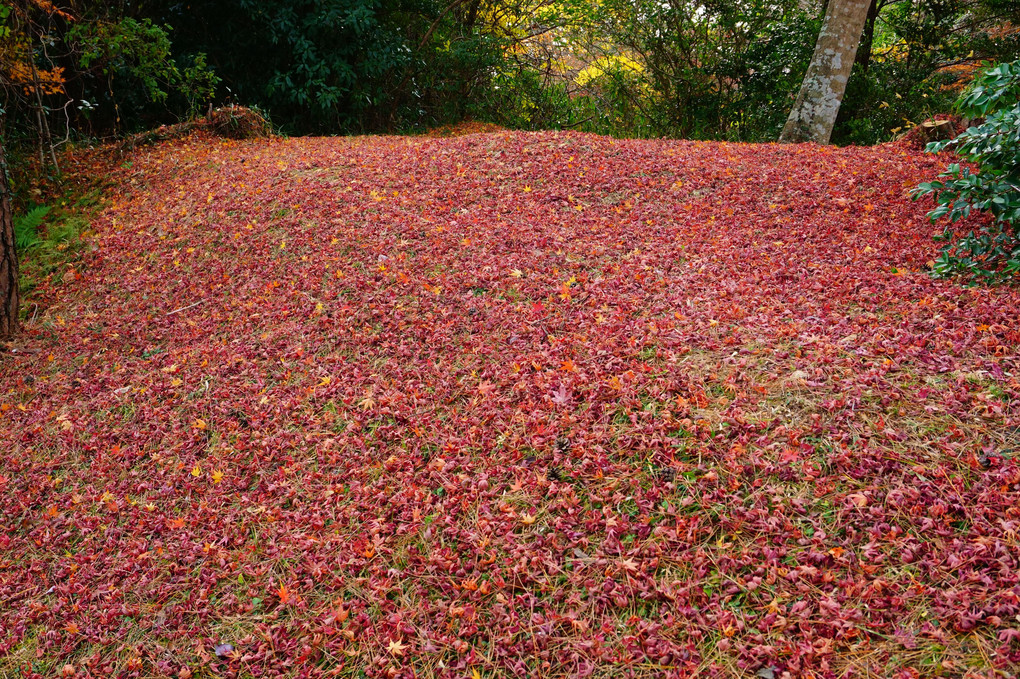 枯葉の絨毯