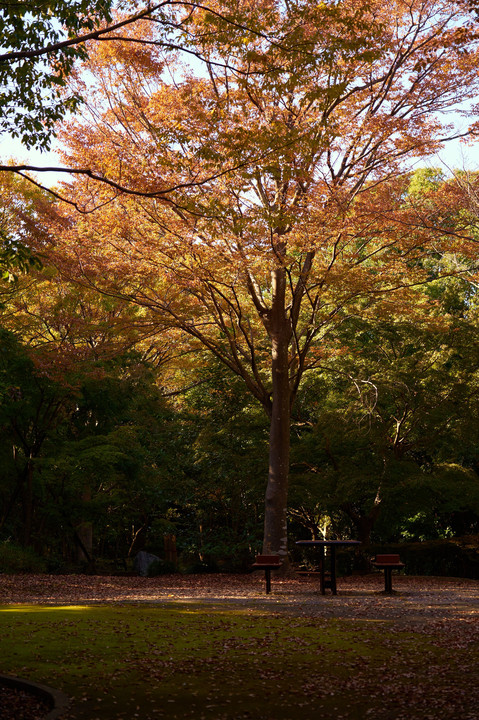 ベンチに人を待つ秋の木