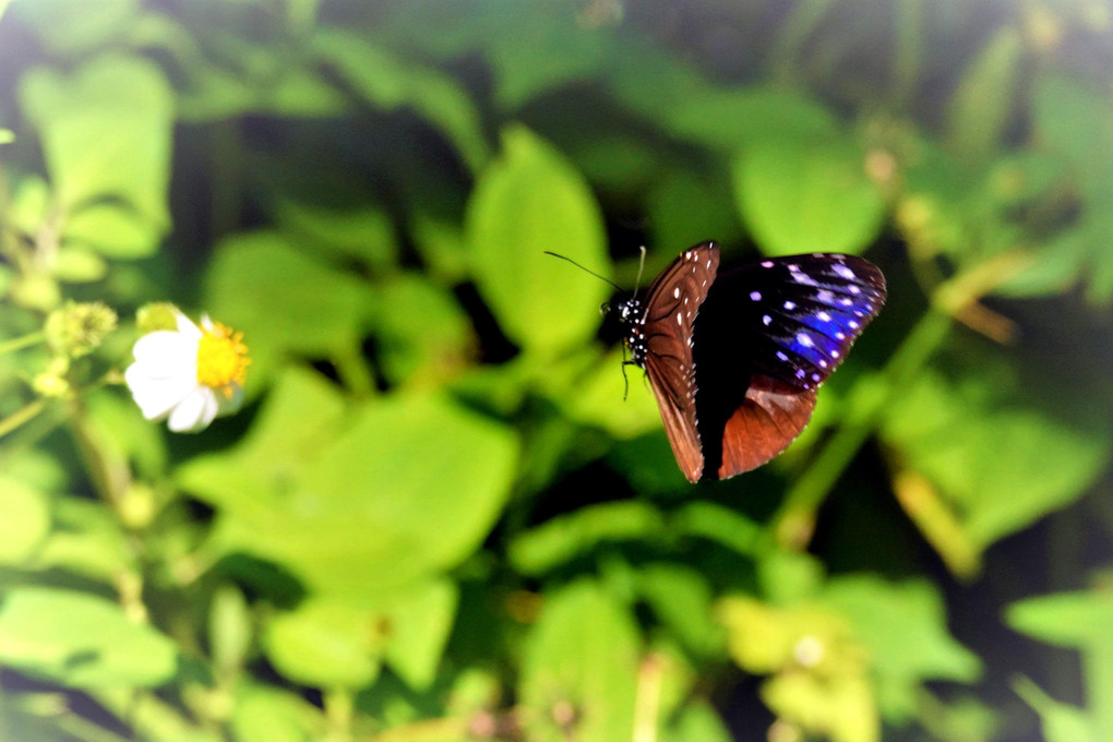 多摩動物公園「花と蝶」１　　私のお気に入り！　青い蝶　　