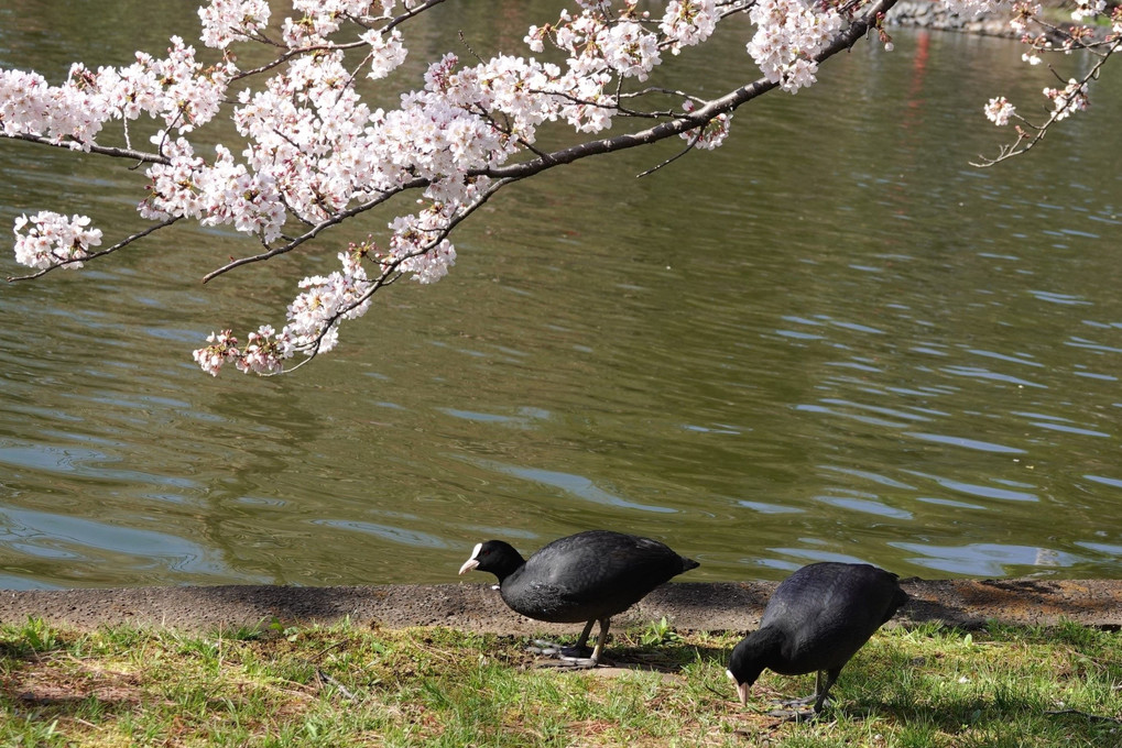 桜と#オオバン#　　大宮公園での出会い