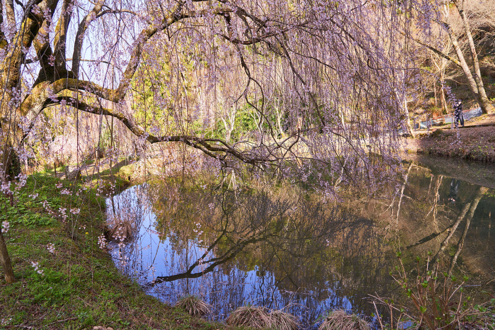 小さな池と枝垂れ桜